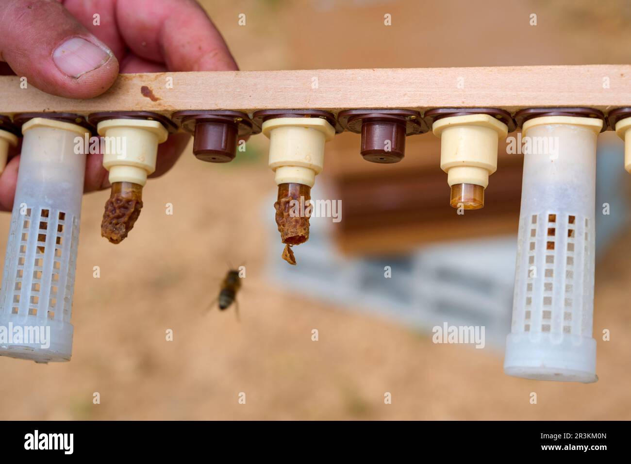Buckfast bee, Royal cell ready to hatch and empty with the cap opened