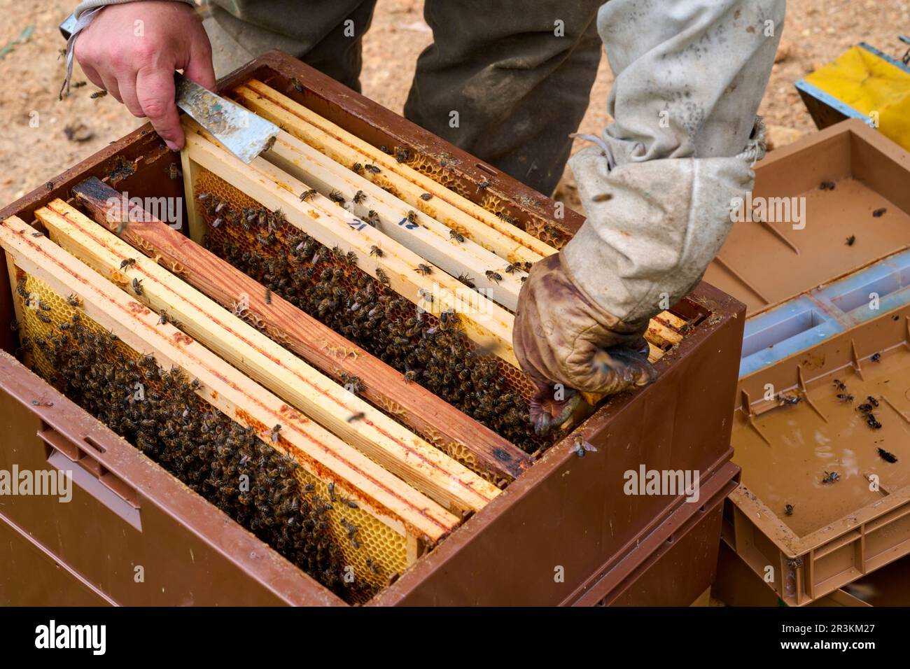 Buckfast bee, Moving the hive supers to install a queen, Central region
