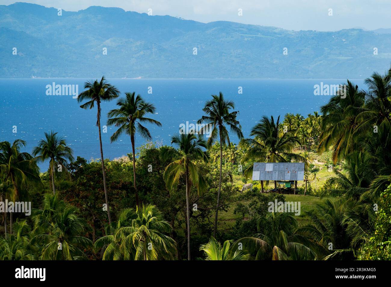 Palm trees and small hut on the island cebu in the philippines Stock Photo