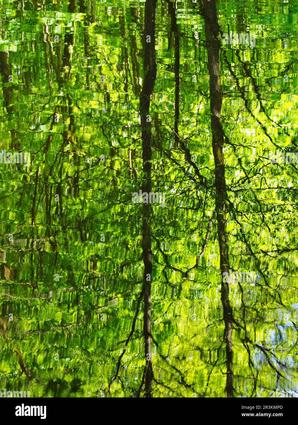 Spring trees reflected in the water at Long Dam Skipton Castle Woods Skipton North Yorkshire England Stock Photo