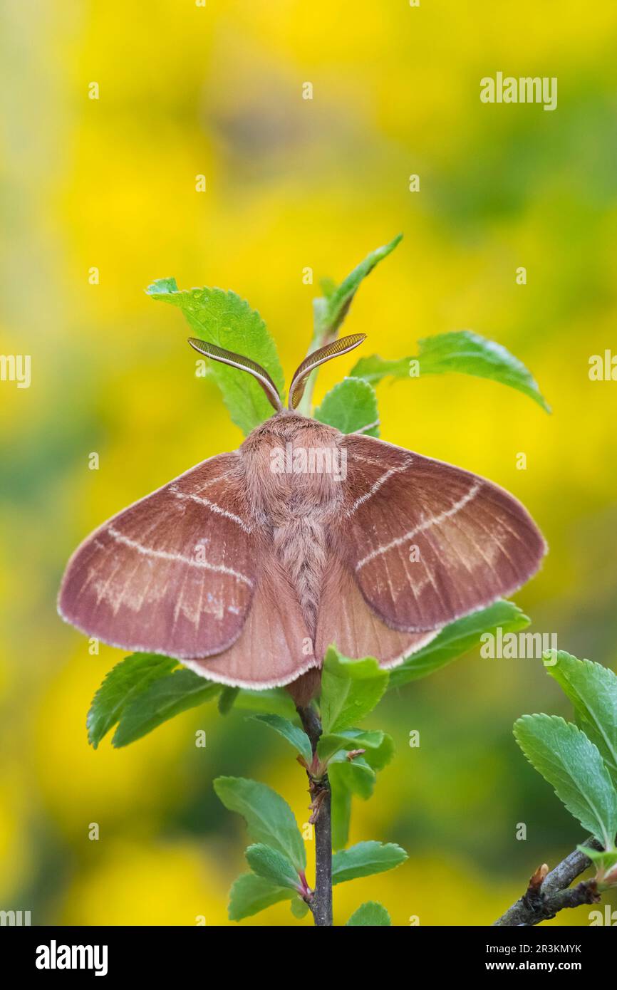 Fox moth (Macrothylacia rubi) pectinate antennae, on leaves, limestone