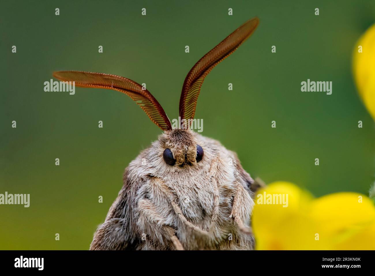 Fox moth (Macrothylacia rubi) pectinate antennae, portrait, limestone grassland, Vosges, France