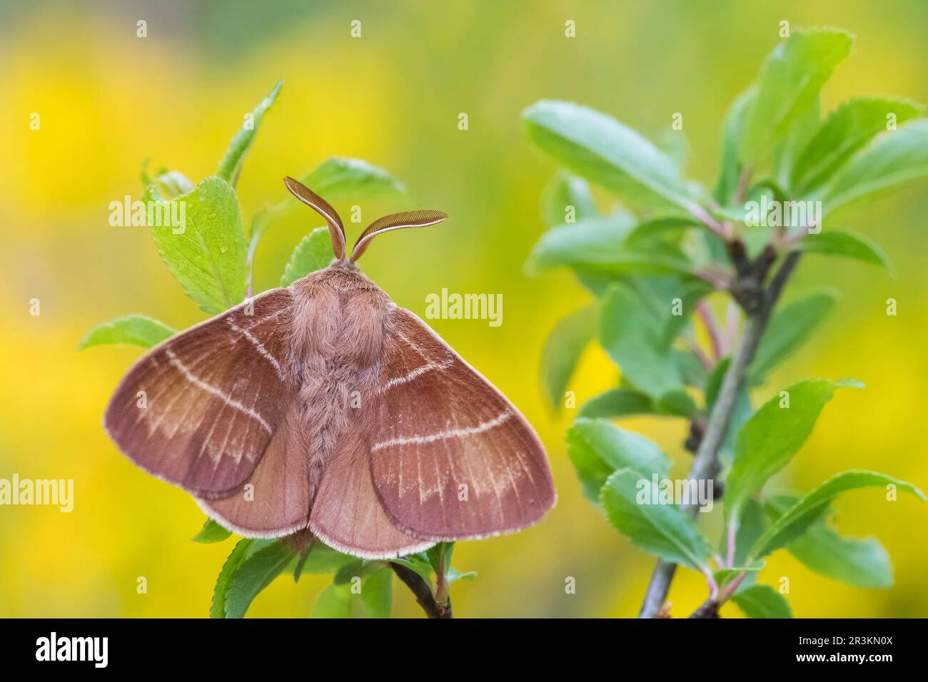 Fox moth (Macrothylacia rubi) pectinate antennae, on leaves, limestone