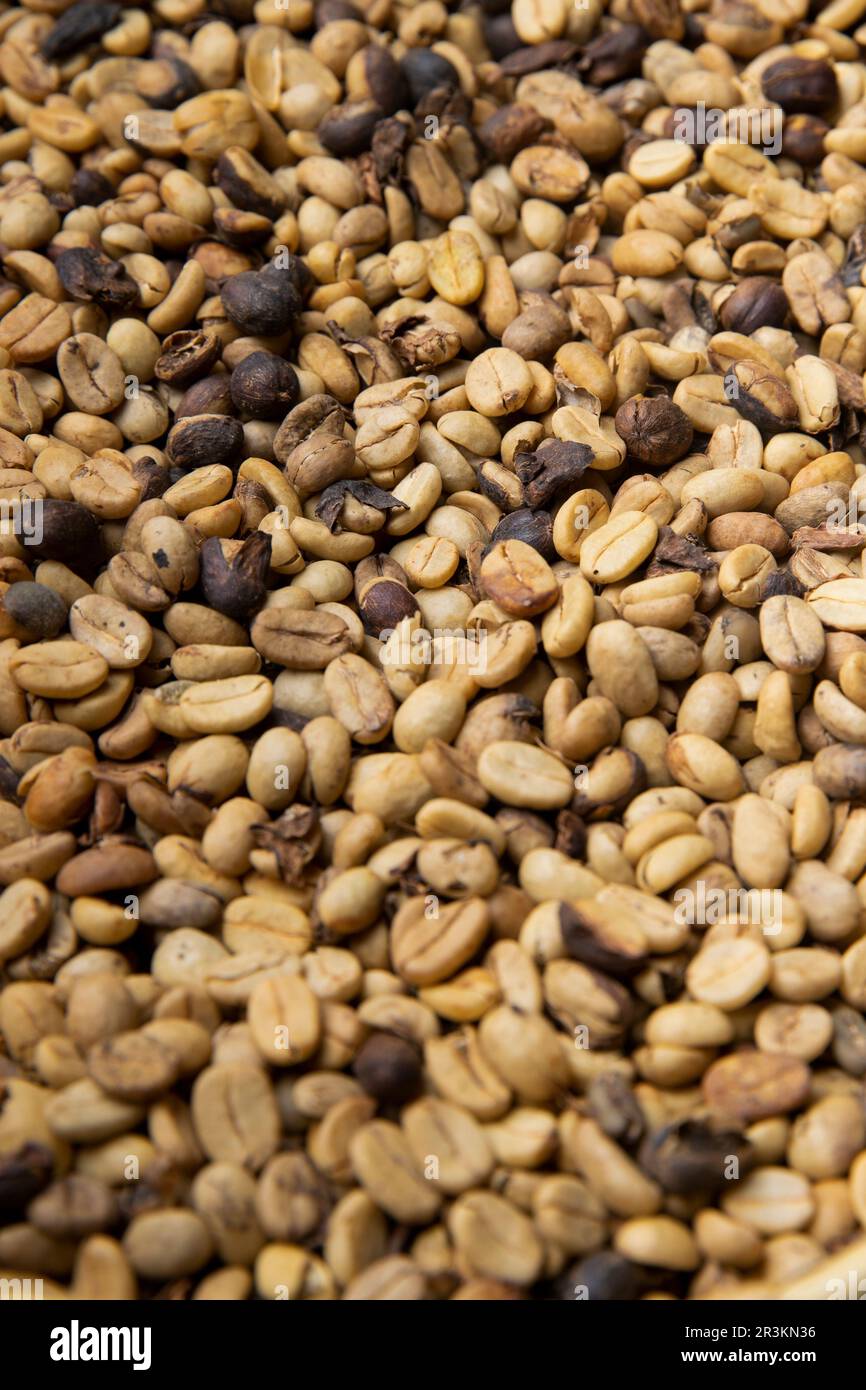 Dry organic coffee beans, Railaco, Timor-Leste Stock Photo