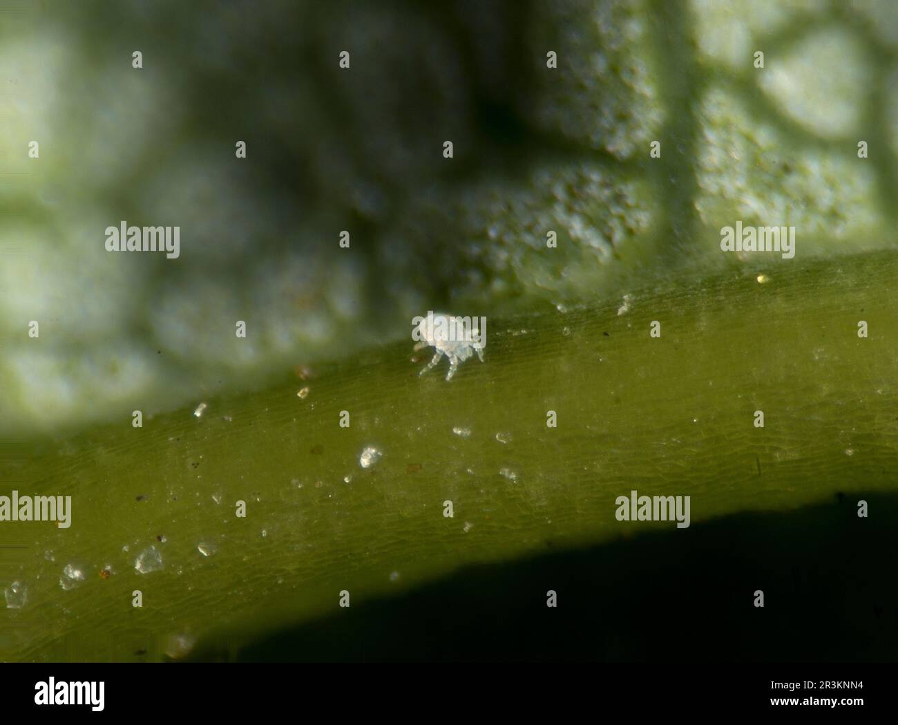 Sycamore gall mite, Aceria sp. Stock Photo
