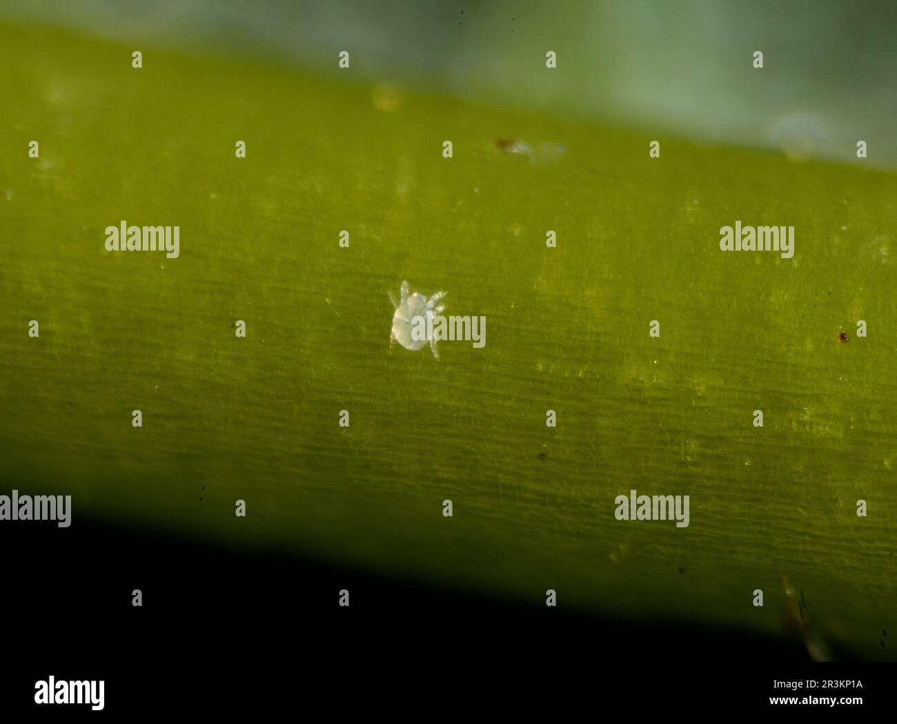 Sycamore gall mite, Aceria sp. Stock Photo
