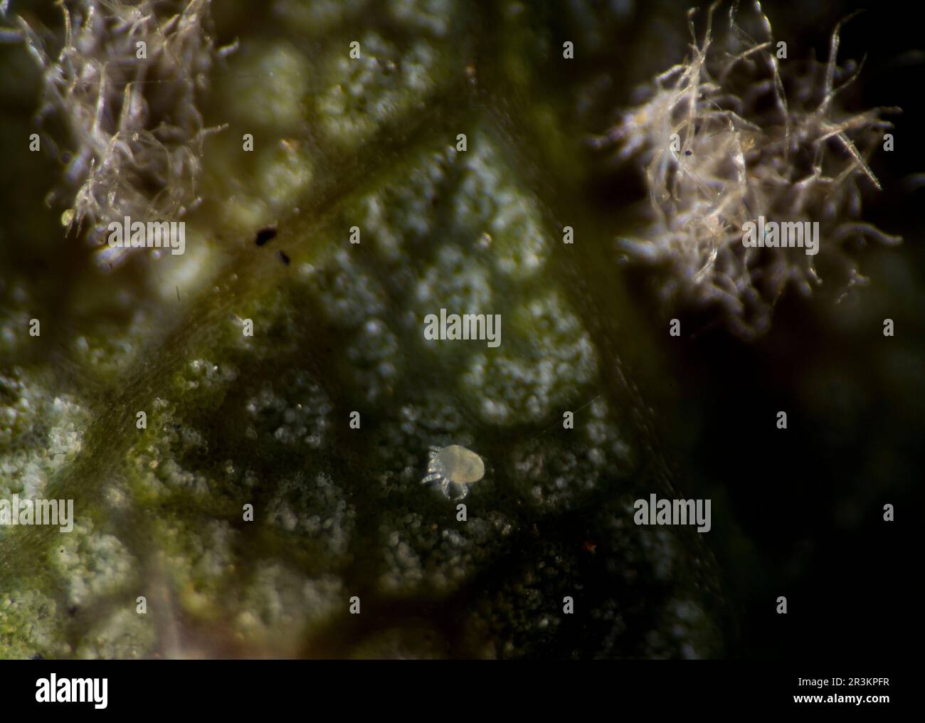 Sycamore gall mite with the hairy underside of the red gall Stock Photo