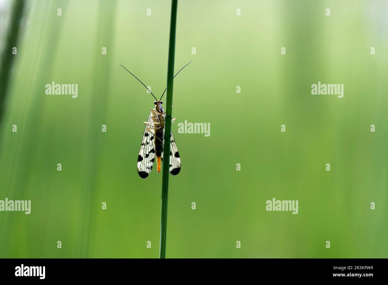 Meadow scorpionfly (Panorpa vulgaris) on a wild plant stem, Prairies du ...