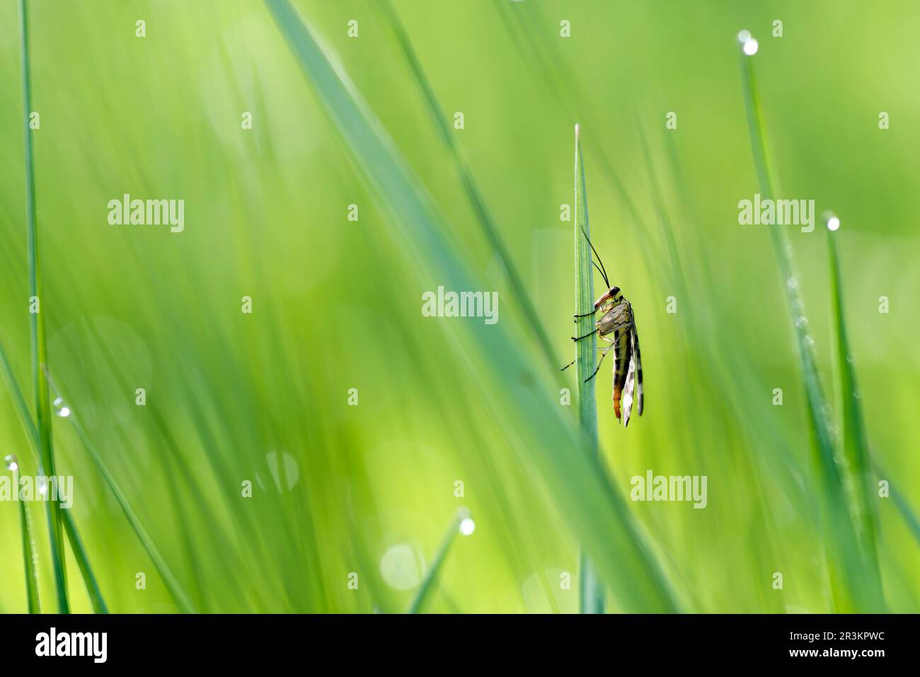 Meadow scorpionfly (Panorpa vulgaris) on a wild plant stem, Prairies du ...