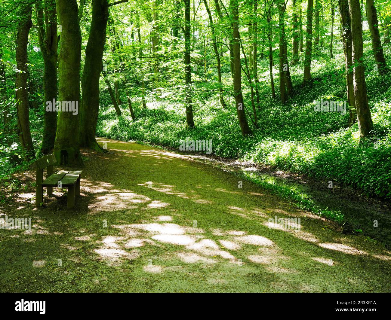 Dappled light and wild garlic flowers under the trees in Skipton Castle