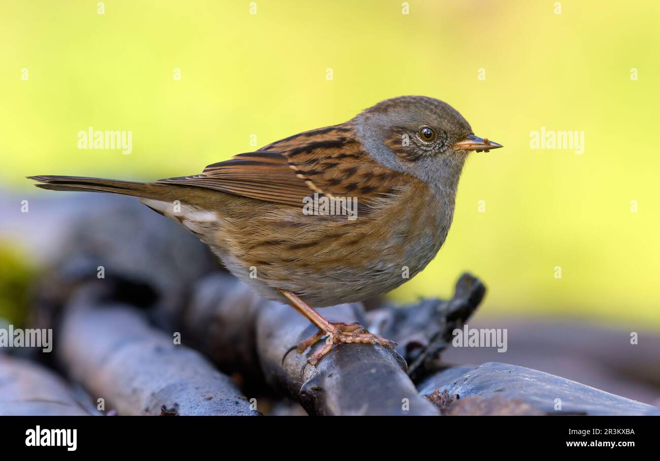Cute Dunnock (prunella modularis) stands on top of old branches in colorful shadow environment Stock Photo