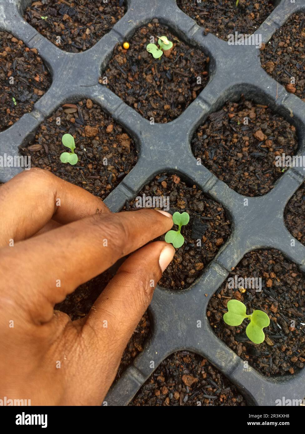 Farmer's Hands Caring for Seeds in the Seedling Tray. Stock Photo