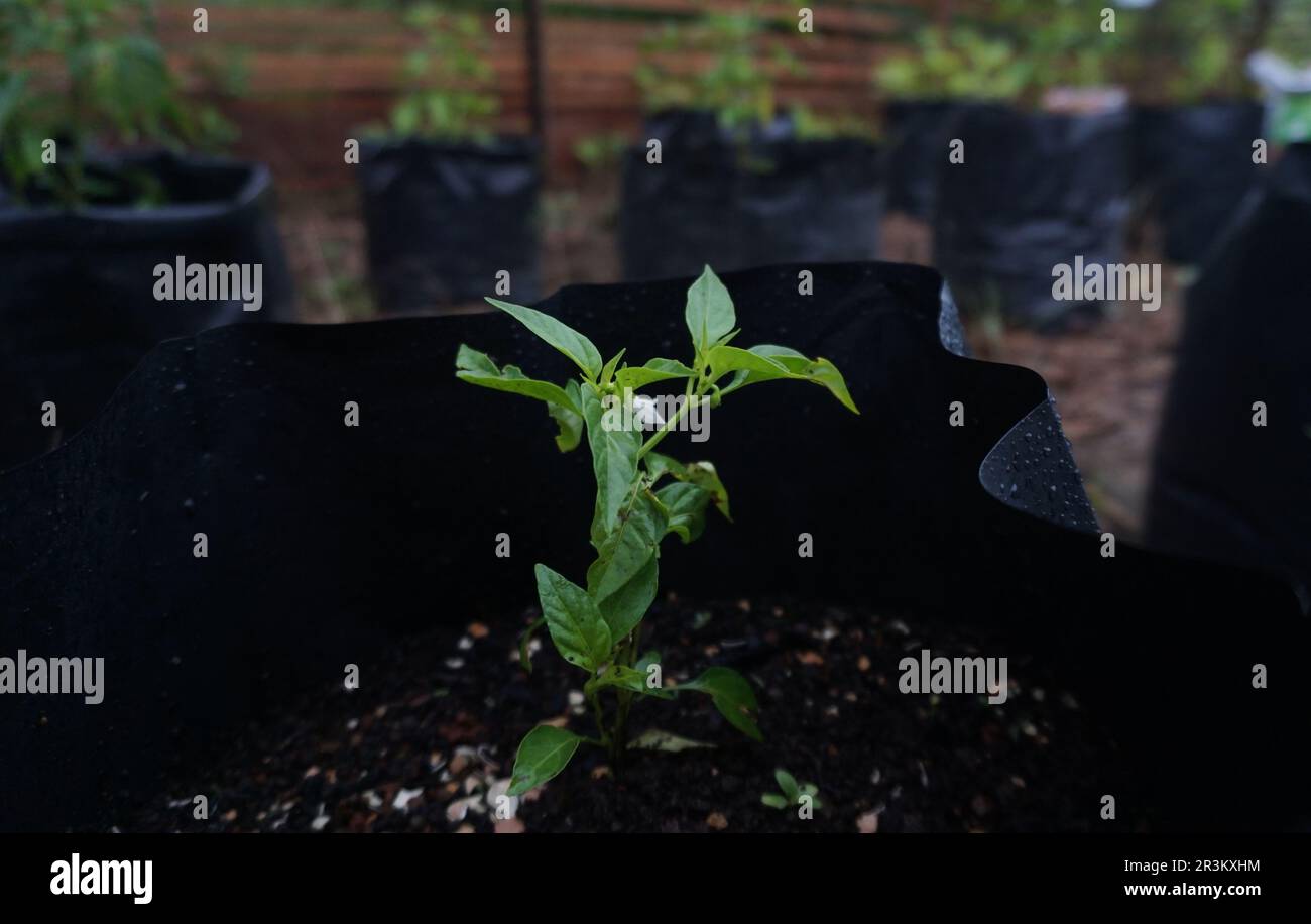 A small cayenne pepper growing in polybags. taken after rain. Stock Photo