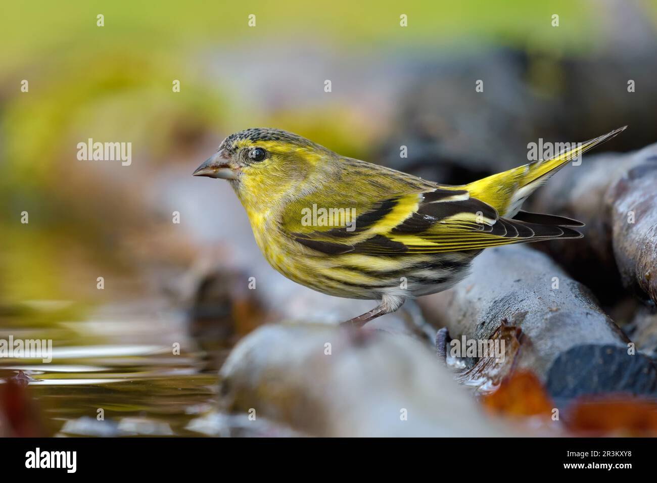 Adult male Eurasian Siskin (Spinus spinus) looking curiously sitting on branch in wet mossy place near water pond Stock Photo