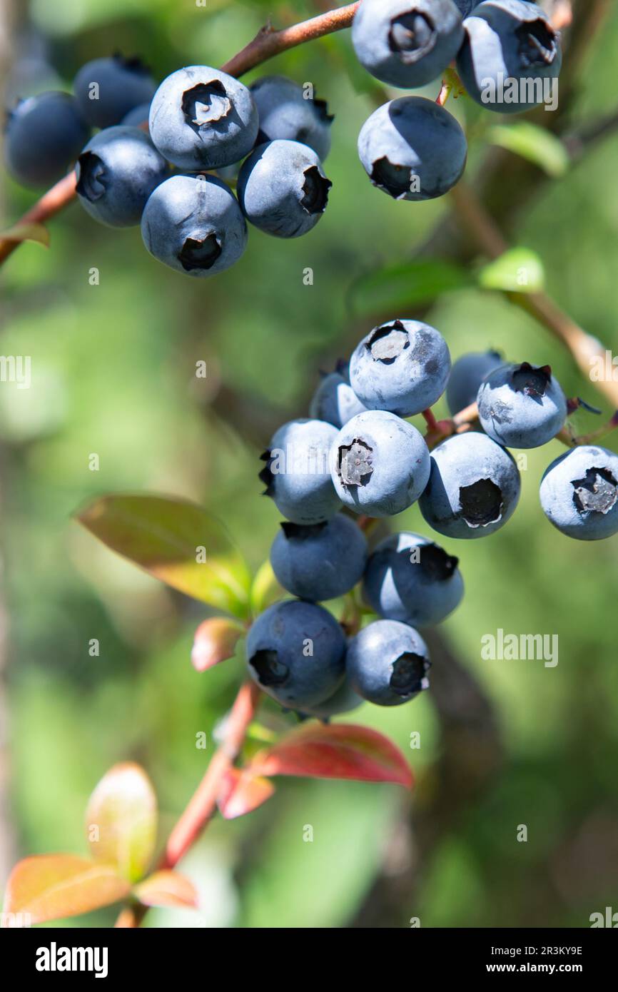 Blueberry field. Fresh organic blueberries on the bush. Fresh berries on the branch on a blueberry field farm. Great bilberry. B Stock Photo