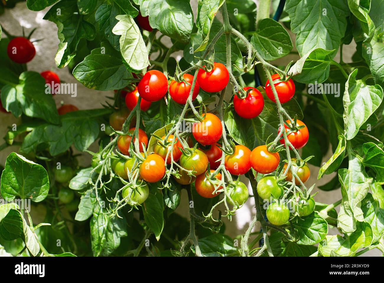 Red ripe cherry tomatoes grown in greenhouse. Ripe tomatoes are on the green foliage background, hanging on the vine of a tomato Stock Photo