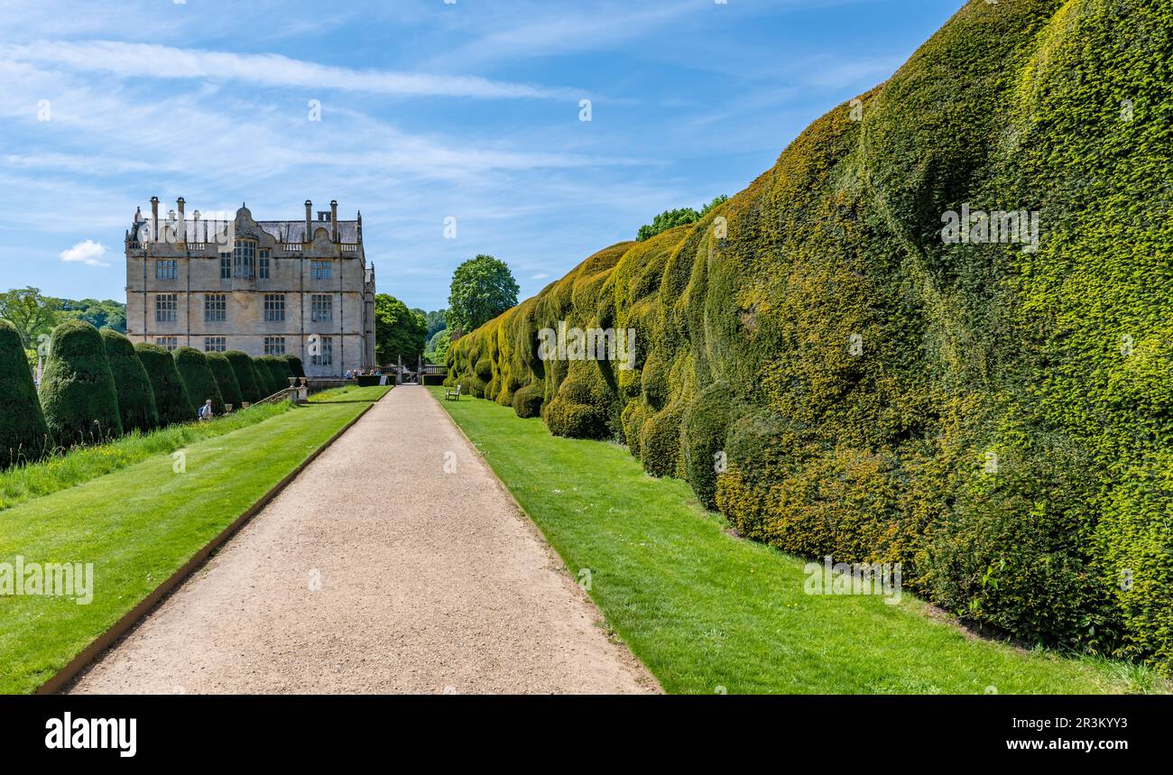 Montacute, UK. Sunday 21 May 2023. Yre trees known as ‘wibbly wobbly’ hedges and a footpath at Montacute House. Stock Photo