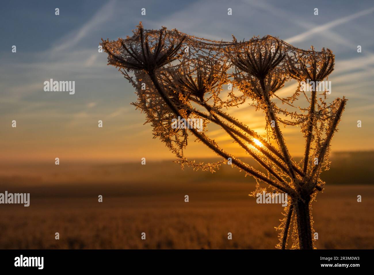 Rising sun over frozen plant Stock Photo