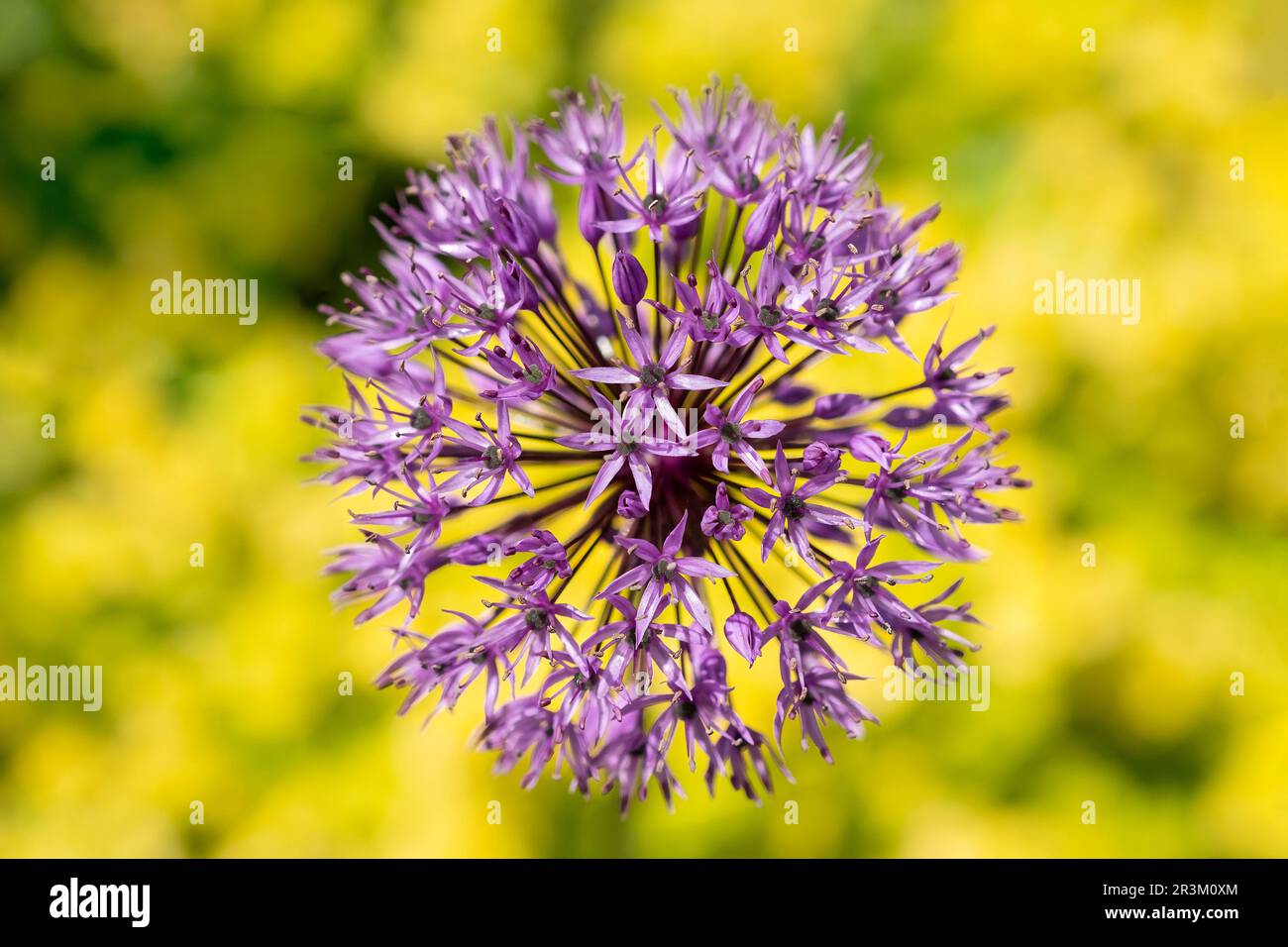 A close up image of a single Onion, Allium Cepa, flower head in full bloom. The purple flower head is set against a low growing yellow flowering plant Stock Photo