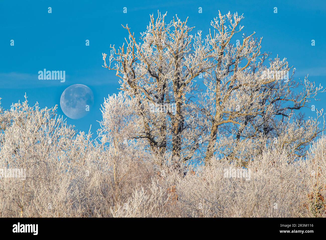 Frozen trees Stock Photo