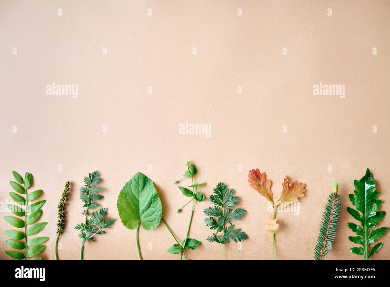 Botanical border clipart hi-res stock photography and images - Alamy