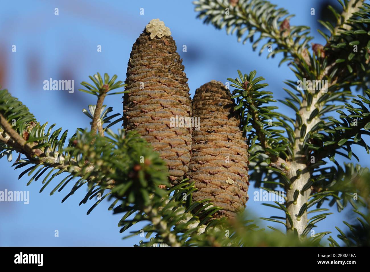 Abies koreana, Korean fir, cones Stock Photo