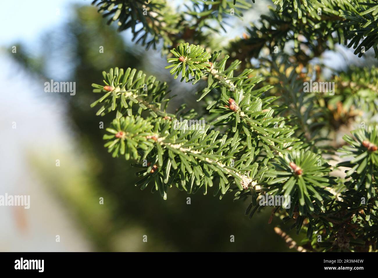 Abies koreana, Korean fir, leaves Stock Photo