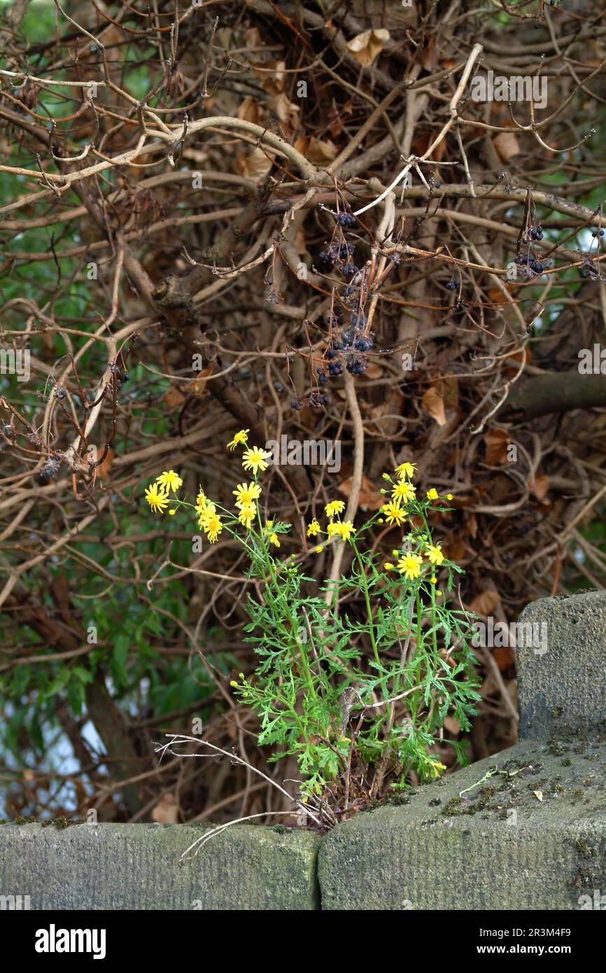 Weeds are flowers too hi-res stock photography and images - Alamy