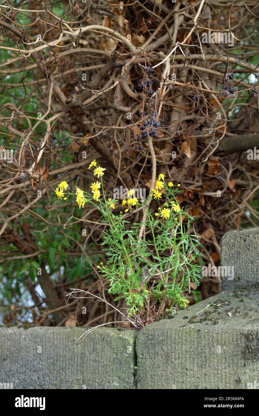 Weeds are flowers too hi-res stock photography and images - Alamy