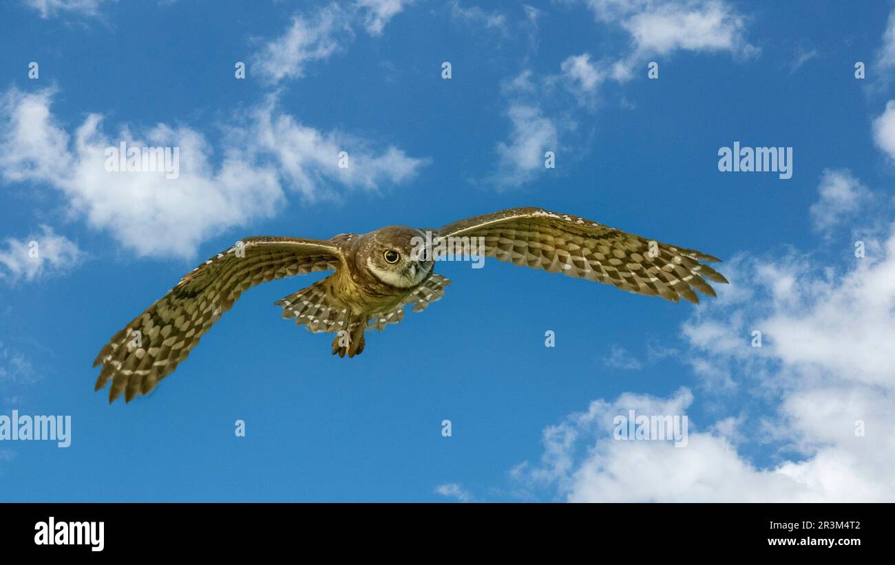 Burrowing Owl flying in a blue sky in Cape Coral Florida USA Stock Photo