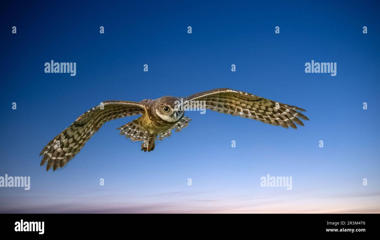 Burrowing Owl flying in a blue sky in Cape Coral Florida USA Stock Photo