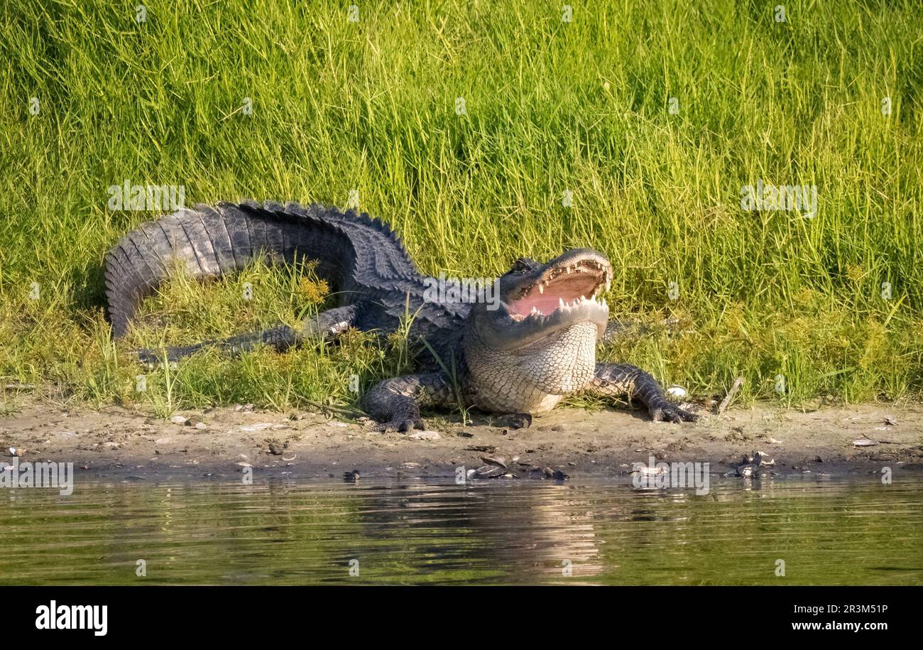 American Alligator With His Mouth Open On The Riverbank In Myakka River ...