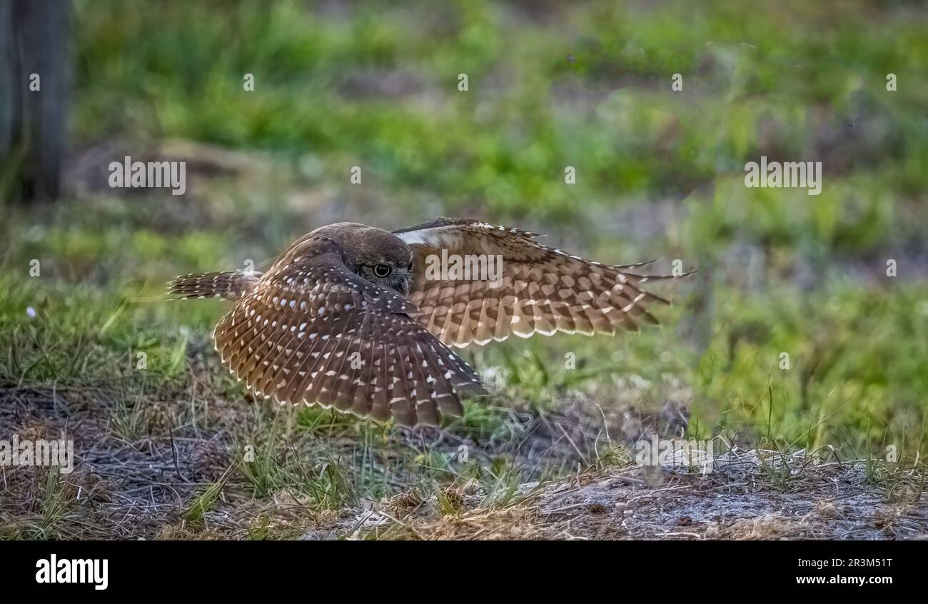 Burrowing Owl in flight in Cape Coral Florida USA Stock Photo