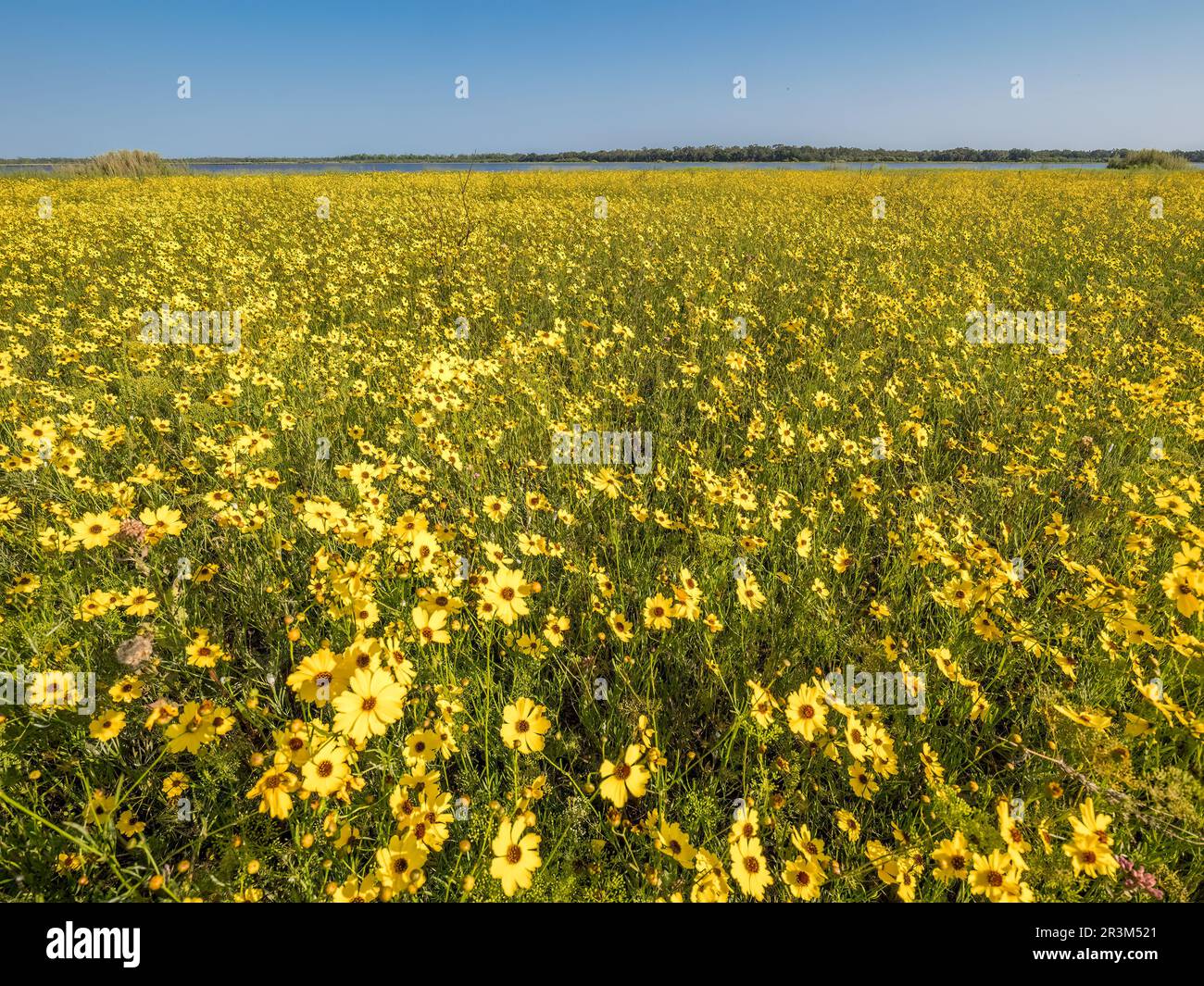 Field of Coreopsis or Tickseed wildflowers in Myakka River State Park