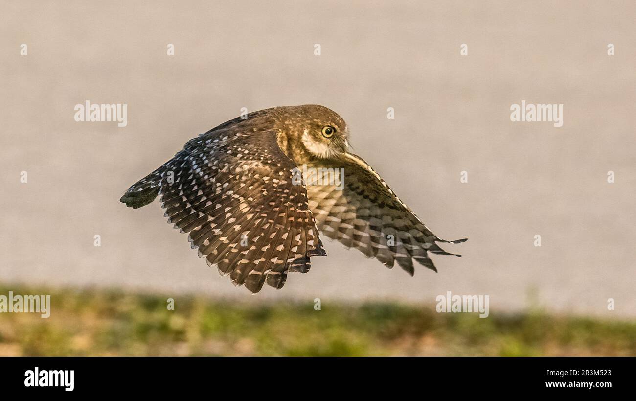 Flying Burrowing Insects Burrowing Owl Flying
