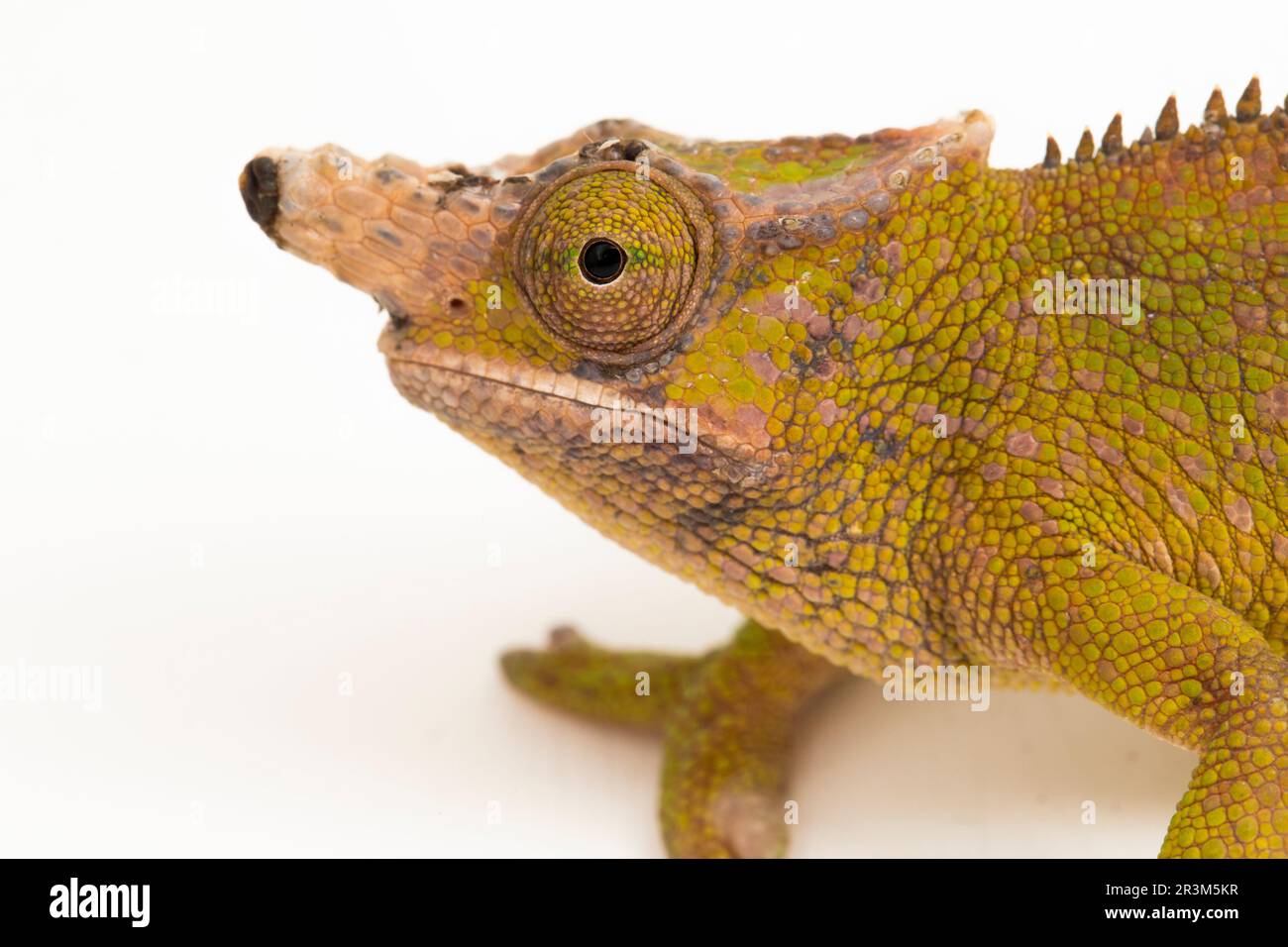 Chameleon Fischer Kinyongia fischeri isolated on white background Stock Photo
