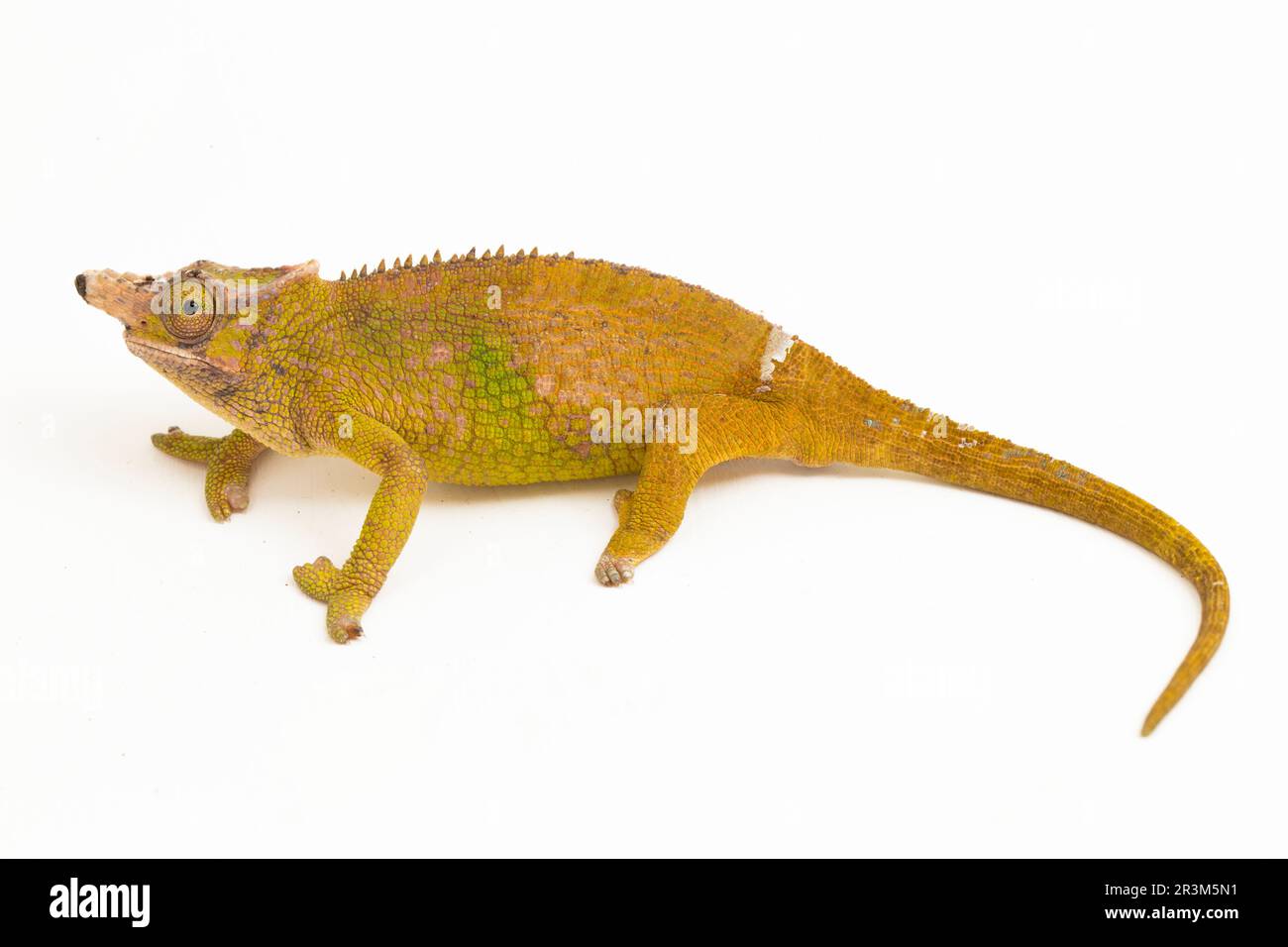 Chameleon Fischer Kinyongia fischeri isolated on white background Stock Photo