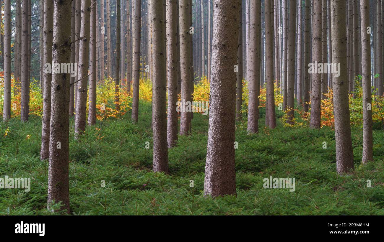 Hardwood trees hi-res stock photography and images - Alamy