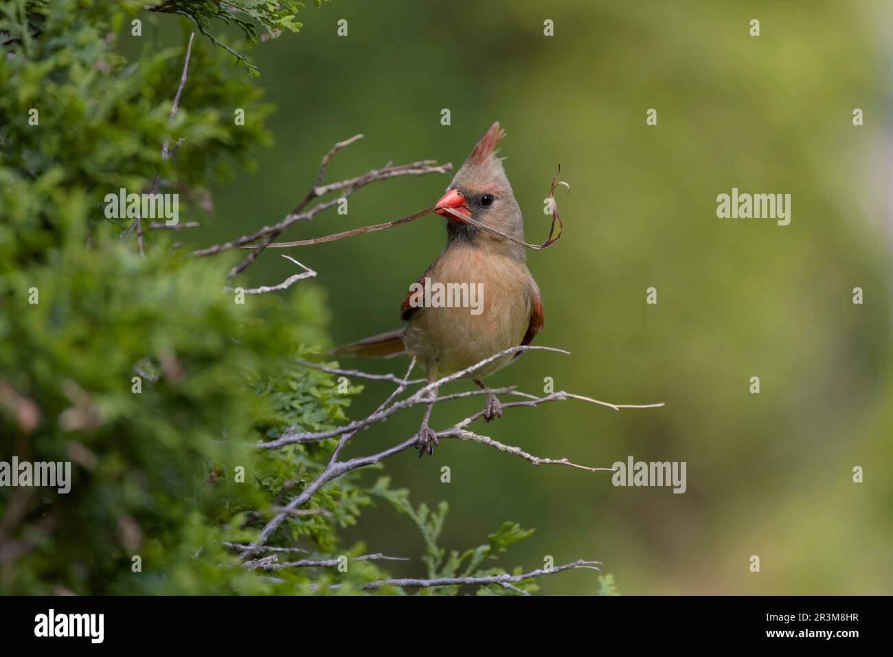 The female northern cardinal brings material for nest building Stock