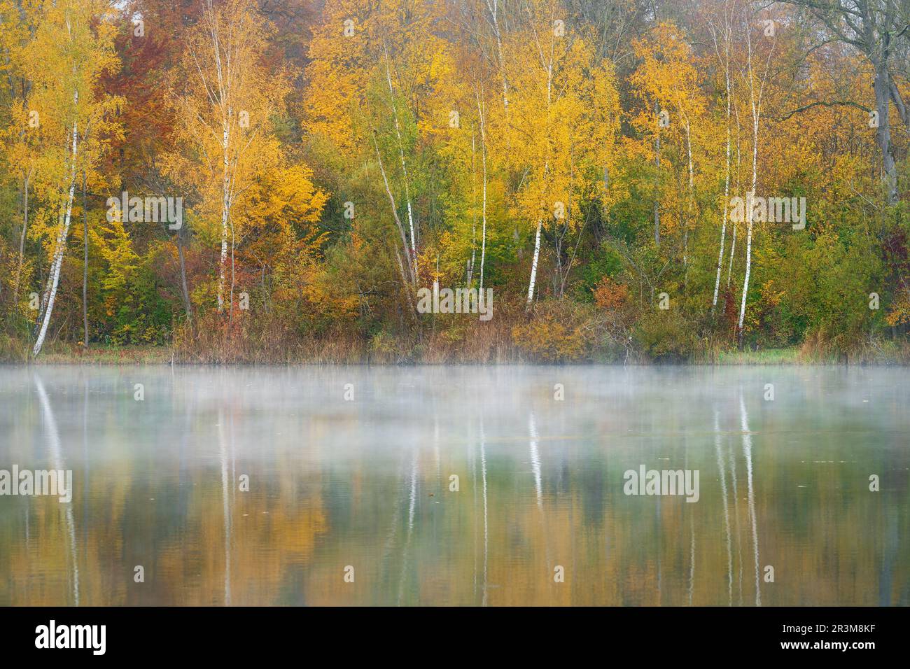 Birch tree forest hi-res stock photography and images - Alamy