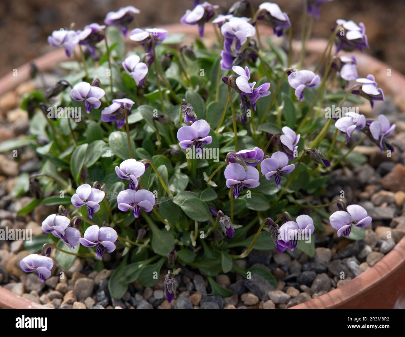Viola pachyrrhiza Stock Photo