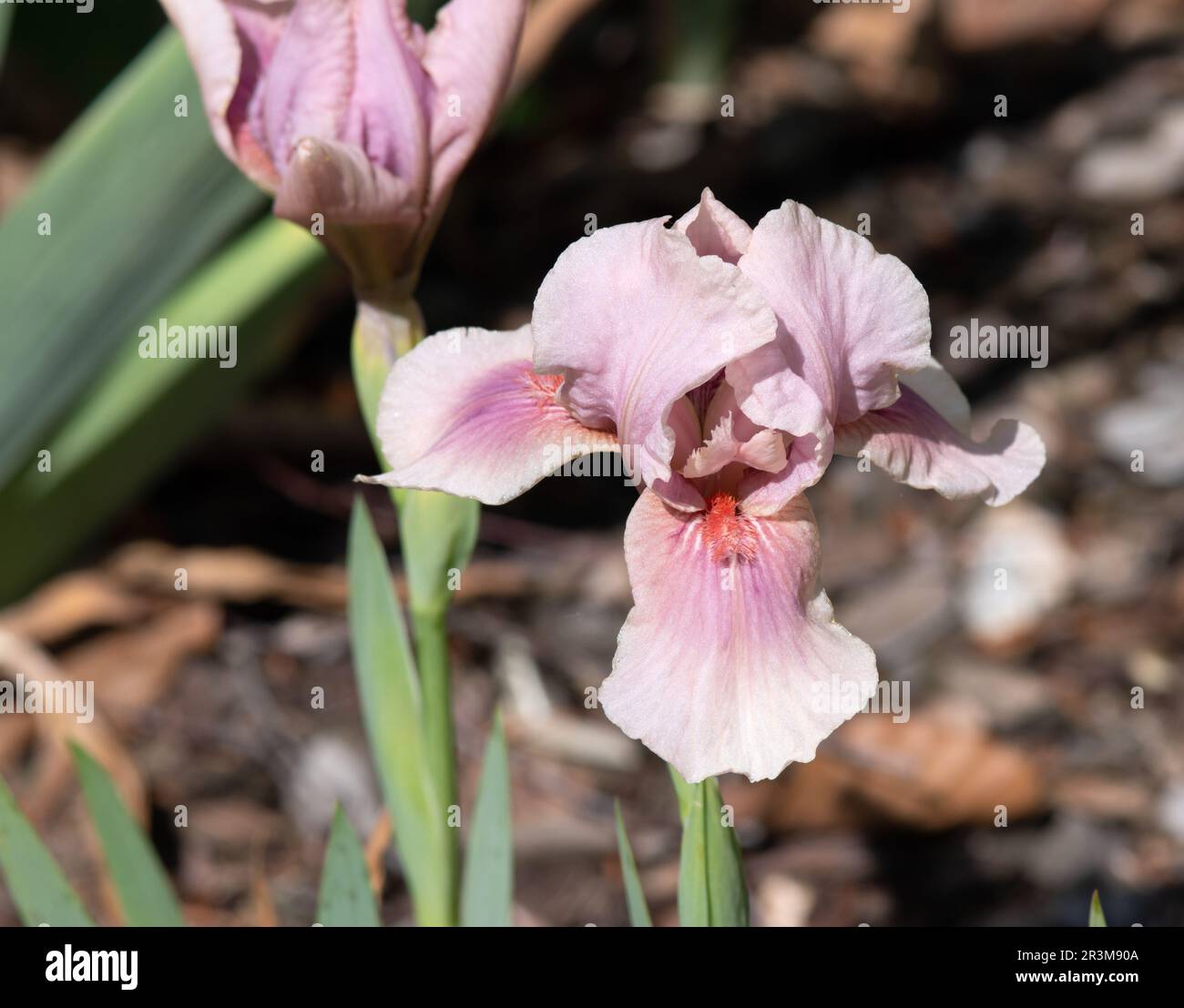 Iris 'Raspberry Blush' Stock Photo