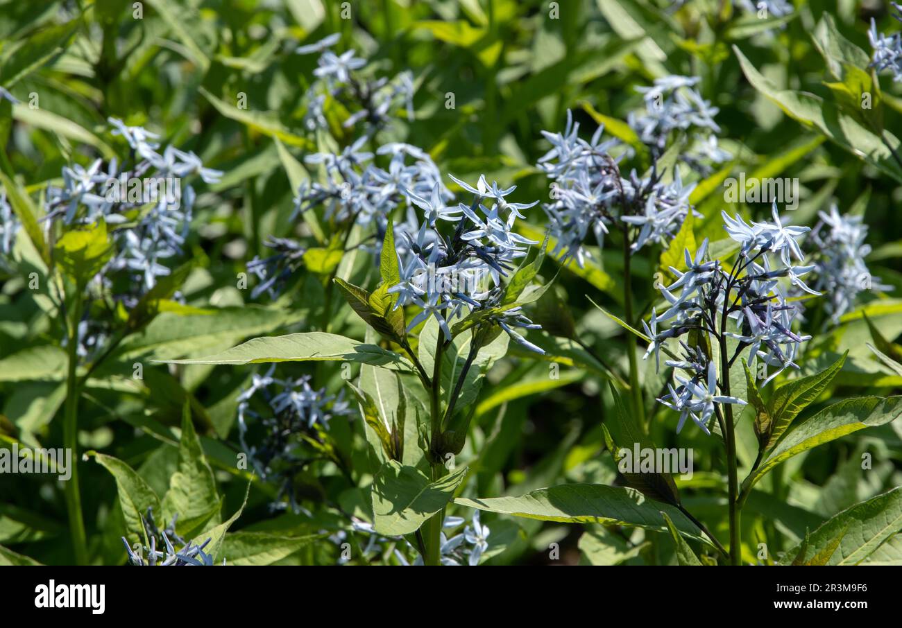 Amsonia tabernaemontana 'Stella Azul' Stock Photo