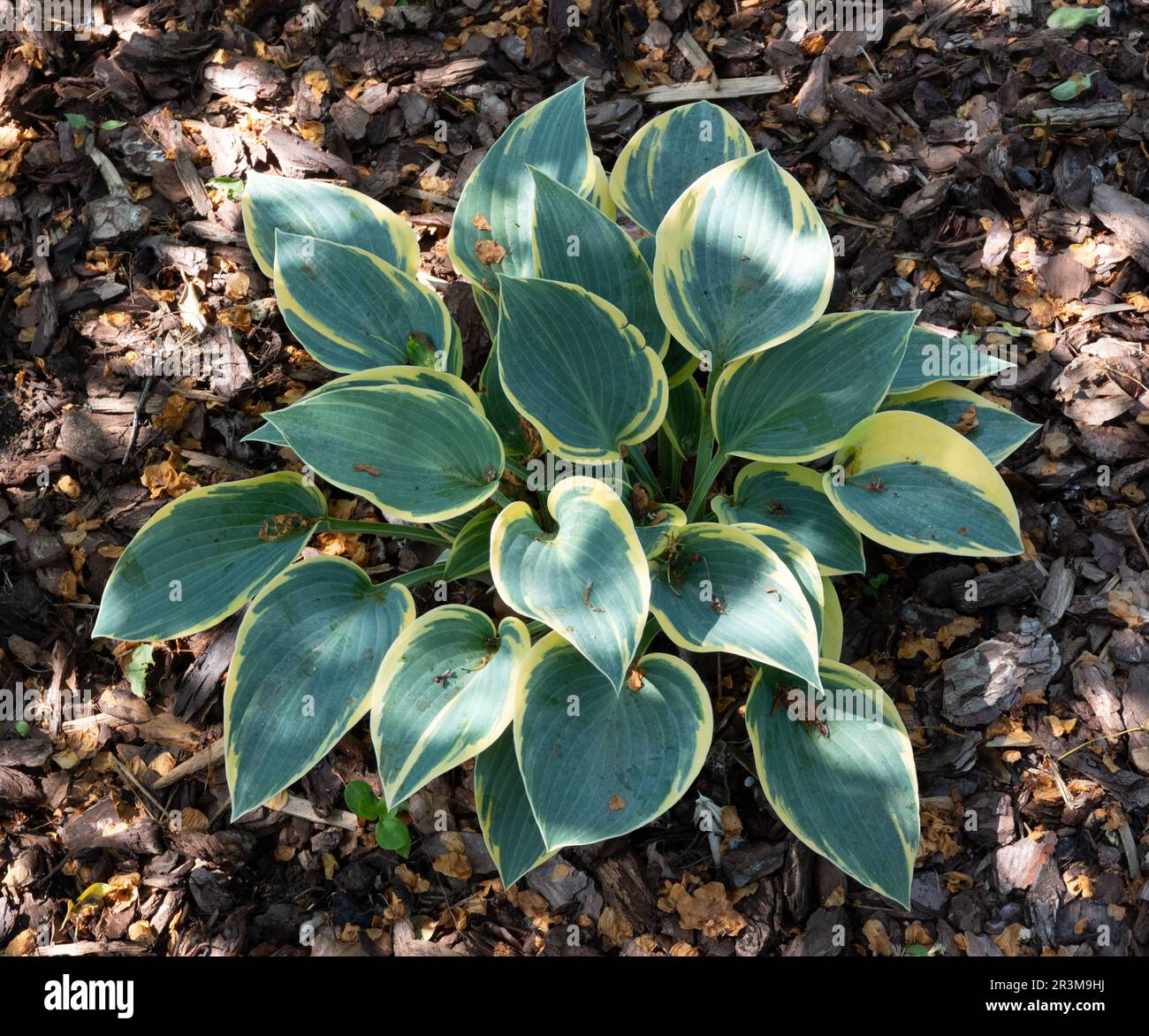 Hosta 'First Frost' Stock Photo - Alamy