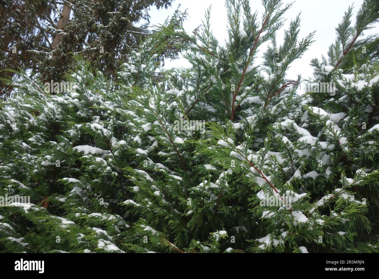 Cupressocyparis x leylandii, Leyland cypress, with snow Stock Photo