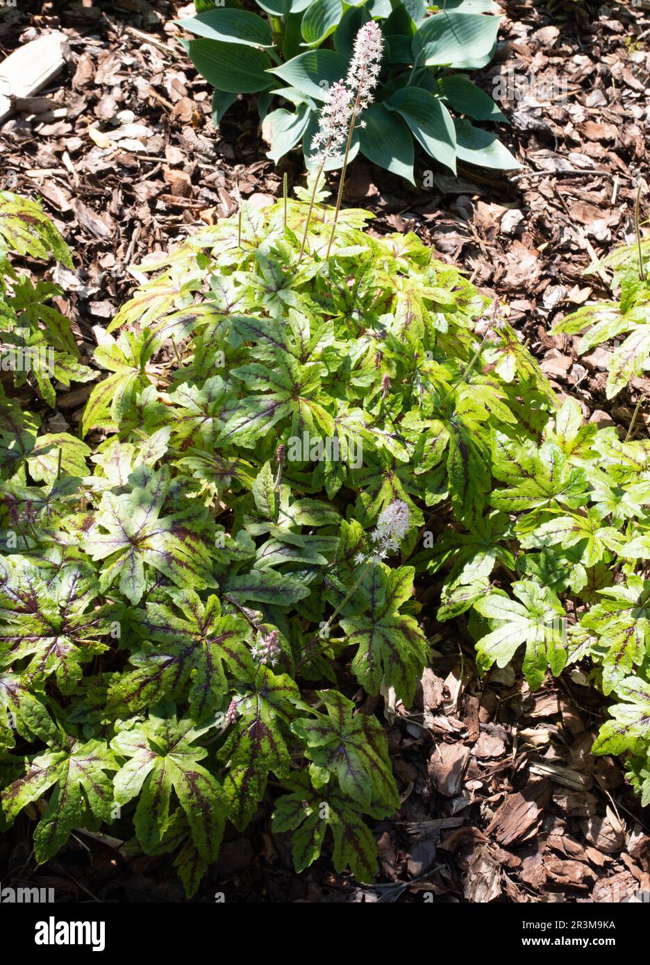 Candy striper hires stock photography and images Alamy
