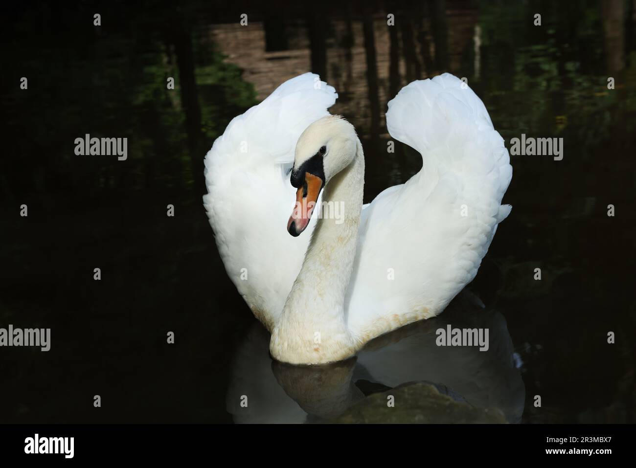 Beautiful white swan swimming in lake outdoors Stock Photo - Alamy