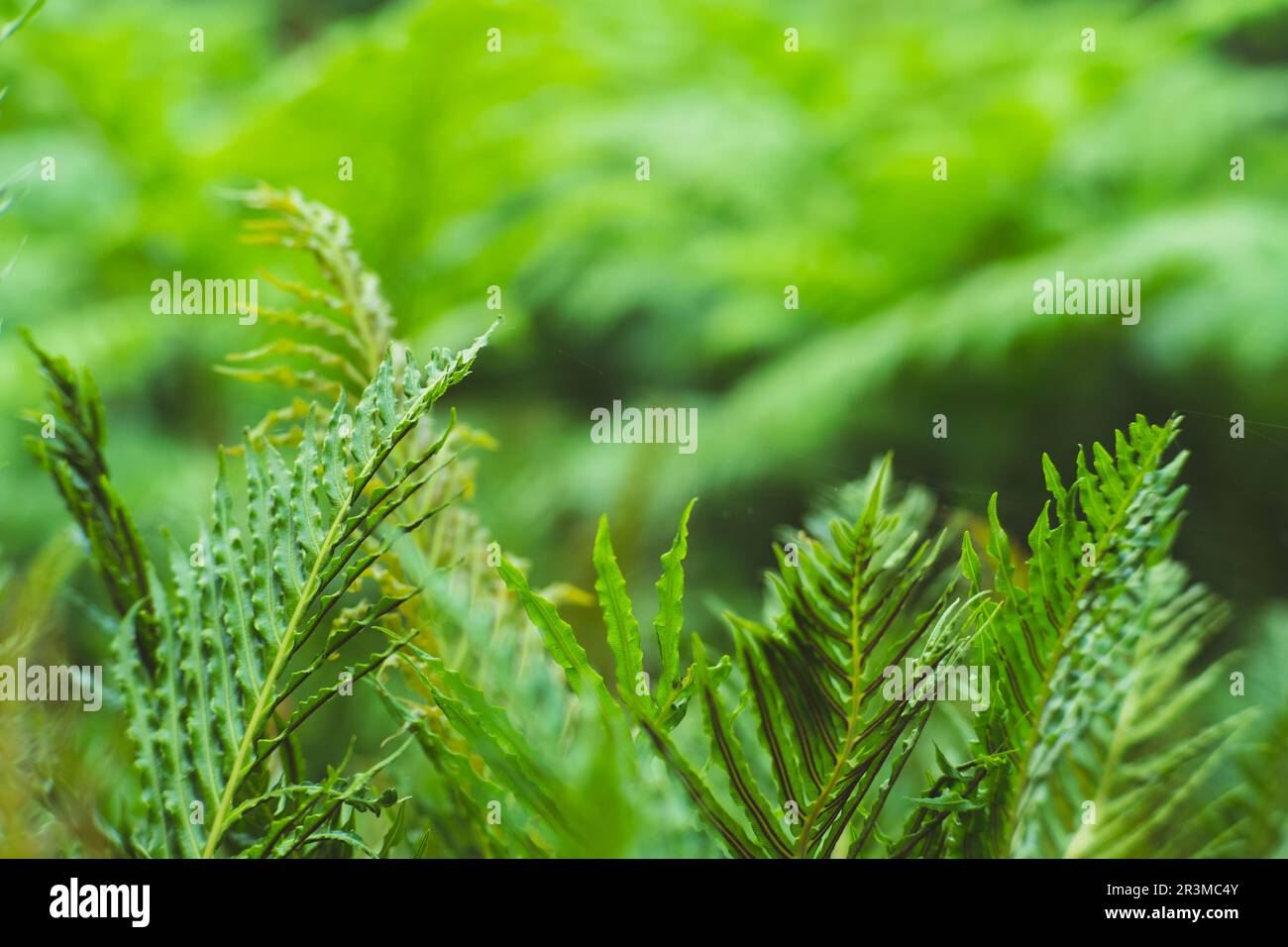 Natural green fern pattern. Fern leaf background. Close up of a fern in a greenhouse. Stock Photo