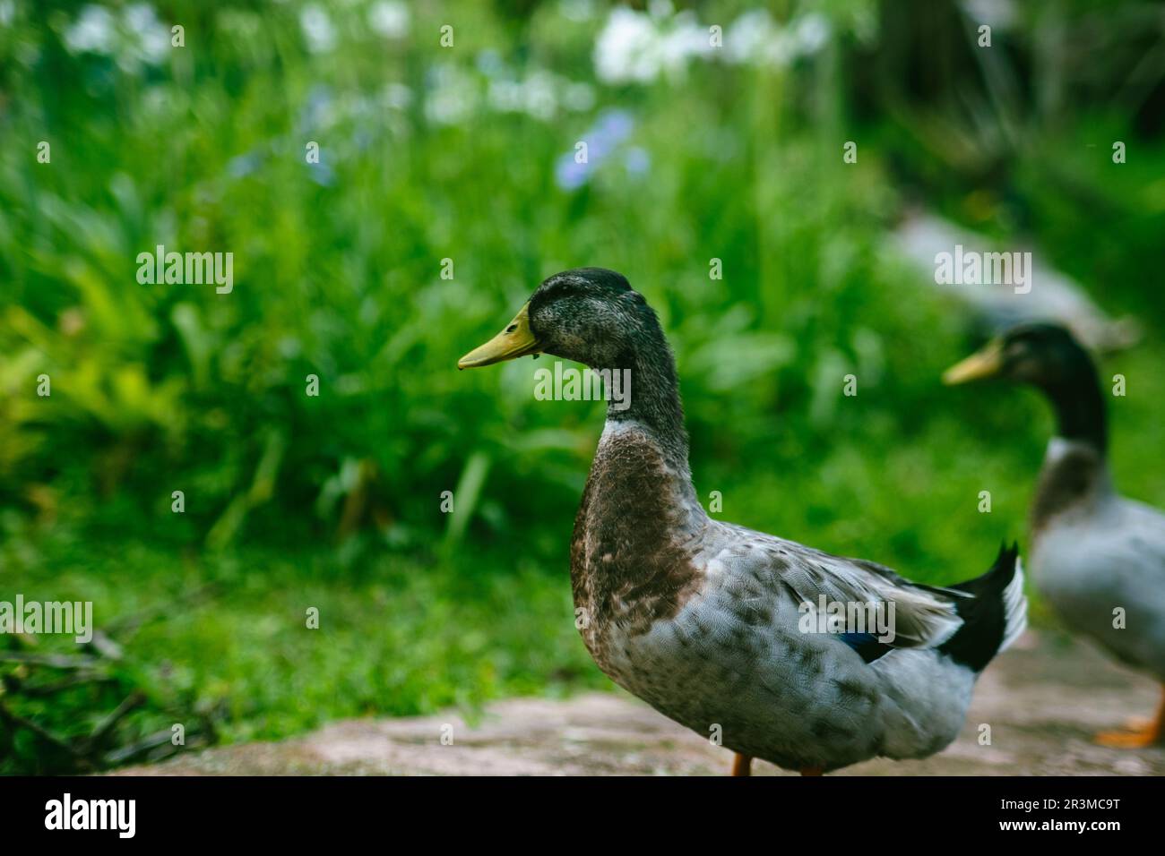 Flock of Mallard ducks grazing in the garden. Mallard duck walking on