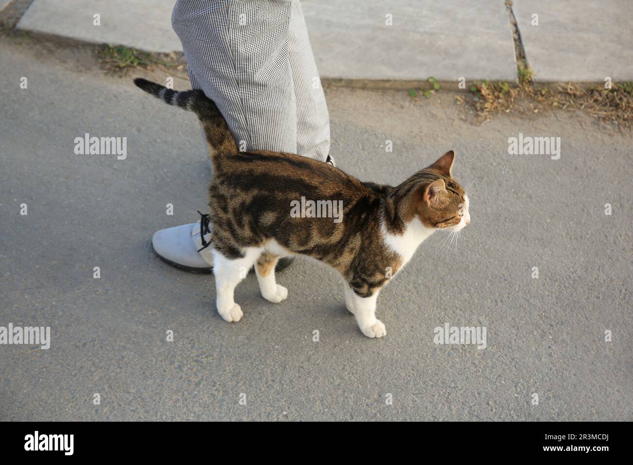 Cute cat rubbing against woman's legs outdoors. Homeless animal Stock Photo